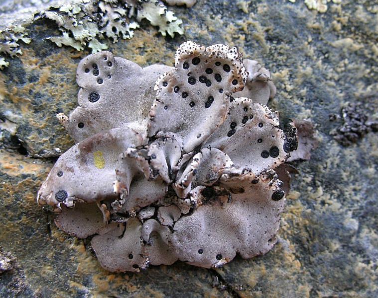 Umbilicaria crustulosa dalla Val d'' Aosta